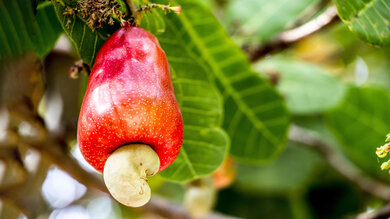 Frucht am Cashewbaum: Das rote ist der geschwollene Fruchtstiel, das grünliche gebogene Anhängsel die eigentliche Steinfrucht. Der Cashewkern befindet sich in der Frucht.