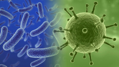Bakterienvergleich