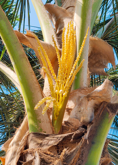 Süßer Inhalt: Blütenstand einer Kokospalme.