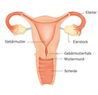 Gebärmutter, Scheide (schematisch)