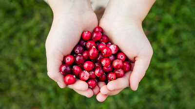 Rund, rot und gesund: Laut aktuellen Studien sollen Cranberrys vorbeugend gegen Harnwegsinfektionen wirken. 
