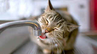 Die Katze sitzt plötzlich ständig am Waschbecken und will Wasser trinken? Ein hoher Blutzuckerspiegel könnte die Ursache – und ein Hinweis auf Diabetes sein.