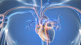 Blick in den Brustkorb: Es gibt verschiedene Methoden, das Herz zu untersuchen.