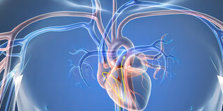 Blick in den Brustkorb: Es gibt verschiedene Methoden, das Herz zu untersuchen.