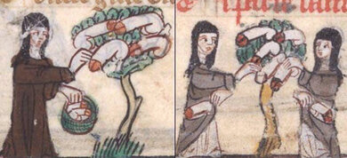 Eine Abbildung des Phallus-Baumes im sogenannten Rosenroman aus dem 13. Jahrhundert.