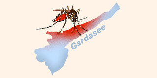 Krank durch einen Mückenstich: Tigermücken sind die Hauptüberträger des Dengue-Virus.
