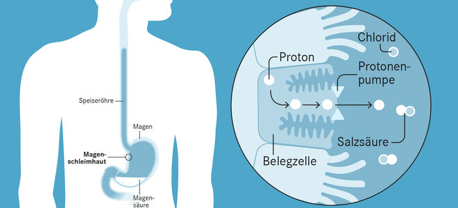 Für die Produktion der Magensäure sind Wasserstoffteilchen (Protonen) wichtig. Sie wiederum benötigen die Protonenpumpe als eine Art Transporter. Die Pumpe befindet sich an den Belegzellen der Magenschleimhaut und schleust die Wasserstoffteilchen aus der Zelle in den Magen. Dort verbinden sie sich mit Chlorid zu Salzsäure – der Magensäure.