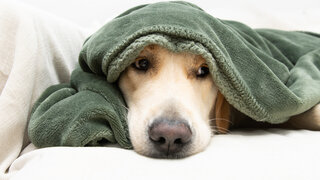 Sensibles Gehör: Für die meisten Hunde und anderen Haustiere ist die Silvesternacht Stress pur.