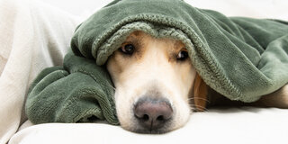 Sensibles Gehör: Für die meisten Hunde und anderen Haustiere ist die Silvesternacht Stress pur.