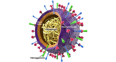So ist das Grippevirus aufgebaut (zum Vergrößern auf die Lupe klicken)