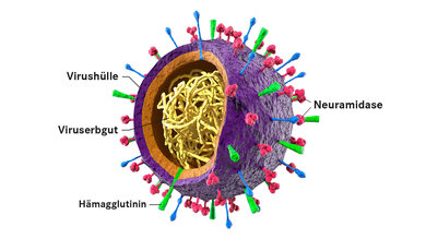 Aufbau des Grippe-Virus: Von Hämagglutinin und Neuraminidase gibt es unterschiedliche Typen.