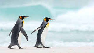 Mehr Stabilität durch den Pinguin-Gang: Der Körperschwerpunkt liegt hier auf dem vorderen Fuß.