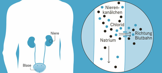 Die Salze Natrium und Chlorid werden im letzten Abschnitt der Nierenkanälchen aus dem Primärharn über spezielle Transporter in das umliegende Nierengewebe zurückgeführt. Von dort gelangen sie wieder in den Blutkreislauf. Damit wird auch Wasser zurück in den Körper geschleust. In der Niere entsteht so der Endharn, der ausgeschieden wird.