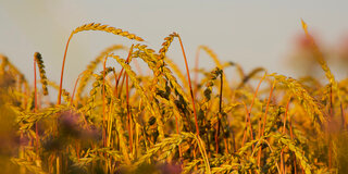 Eine Nahaufnahme von Getreideähren auf einem Feld.