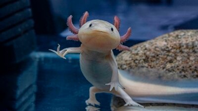 Ein Axolotl schwimmt in einem Aquarium.