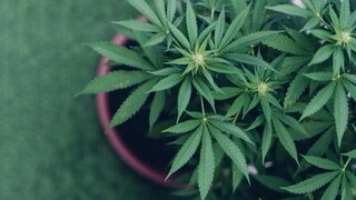 In einem Blumentopf wächst eine Cannabis-Pflanze.