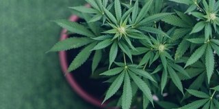 In einem Blumentopf wächst eine Cannabis-Pflanze.