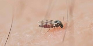 Eine Kriebelmücke sitzt auf der Haut eines Menschen.