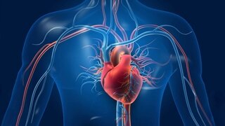 Die Aorta ist die größte Schlagader im Körper – und transportiert sauerstoffreiches Blut aus dem Herzen in den Rest des Körpers.