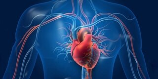 Die Aorta (orange) wird auch als Hauptschlagader bezeichnet. Sie transportiert sauerstoffreiches Blut aus dem Herzen in den Rest des Körpers.