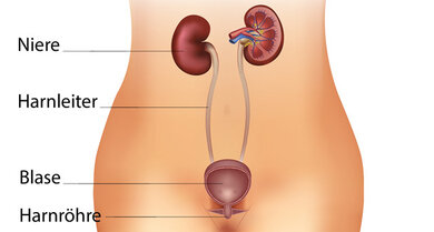 Das Bild zeigt beide Nieren. Das Bild zeigt rechts: So sieht die Niere innen aus.