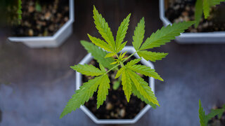 In einem Blumentopf wächst eine kleine Cannabis-Pflanze.