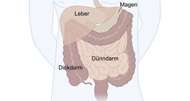 Der Darm ist ein Organ im Bauch. Der Darm besteht aus Dünndarm und Dickdarm.