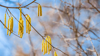 Aufgrund wärmerer Temperaturen fliegen Pollen immer früher. 