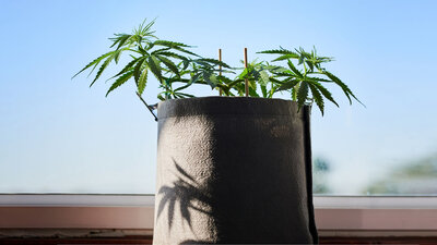 Auf einer Fensterbank wachsen einige kleine Cannabispflanzen in einem Topf.