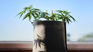 Auf einer Fensterbank wachsen einige kleine Cannabispflanzen in einem Topf.