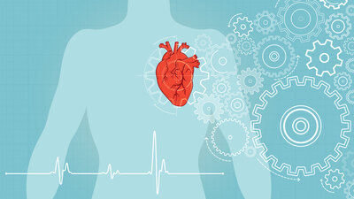 Eine Illustration zeigt das Herz im Brustkorb und Zahnräder symbolisieren seine Bedeutung für den gesamten Körper.