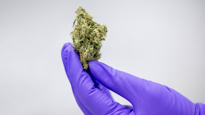 Eine Hand in einem Plastikhandschuh hält etwas Cannabis zwischen den Fingern.