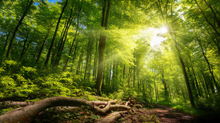 In einem Wald mit alten Laubbäumen bricht Sonnenlicht durch das Laub.