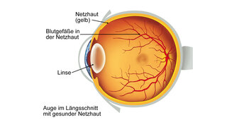 Eine Grafik zeigt den Aufbau des Auges.