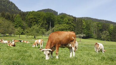 Milch hat auch Vorteile fürs Klima: Um Kühe zu füttern, braucht es Grünland, und das speichert CO2 - noch mehr, wenn Kühe darauf weiden.