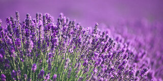 Lavendel: Inhaltsstoffe des sogenannten echten Lavendels werden für pflanzliche Arzneimittel genutzt.