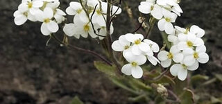 Bittere Schleifenblume (iberis amara)