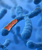 Die Gene bestimmen den BMI mit