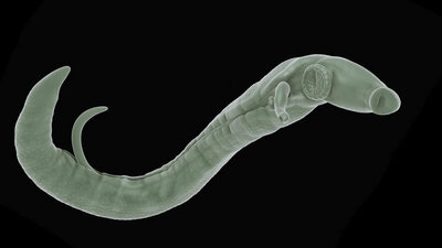 Bilharziose Schistosoma Parasit Plattwurm 