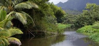 Fluss in den Tropen