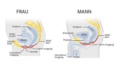 Anatomie bei Frau und Mann: Der Beckenboden ist in roter Farbe dargestellt