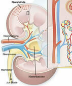Aufbau der Niere (Um das komplette Bild zu sehen, bitte auf die Lupe oben links klicken!)