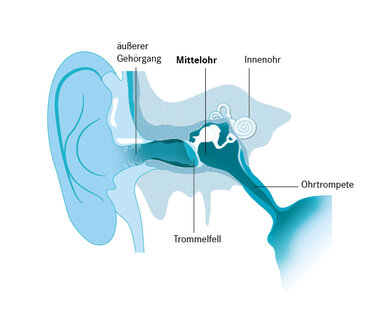 Das Trommelfell trennt das Außen- vom Mittelohr. Im Mittelohr gibt es einen Hohlraum, die Paukenhöhle. Diese ist über die Ohrtrompete mit dem Nasen-Rachen-Raum verbunden.