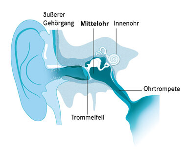 Das Trommelfell trennt das Außen- vom Mittelohr. Im Mittelohr gibt es einen Hohlraum, die Paukenhöhle. Diese ist über die Ohrtrompete mit dem Nasen-Rachen-Raum verbunden.