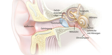 Blick ins Ohr: Außenohr, Mittelohr, Innenohr und Hörnerv stellen eine ausgeklügelte Schallaufbereitungsanlage dar.