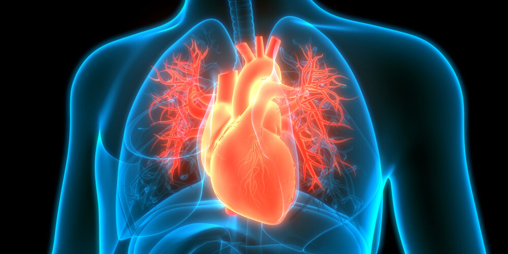 Herzmuskelentzundung Erkennen Und Behandeln Apotheken Umschau 