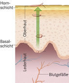 Gesunde Haut: Die Epithelzellen wandern langsam von der Basalschicht zur Oberfläche