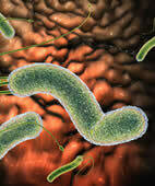 Die Magenspiegelung kann eine Infektion mit Bakterien (Helicobacter pylori) bestätigen.