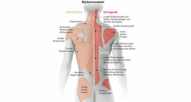 Oberflächliche und tiefe Rückenmuskeln (schematisch)