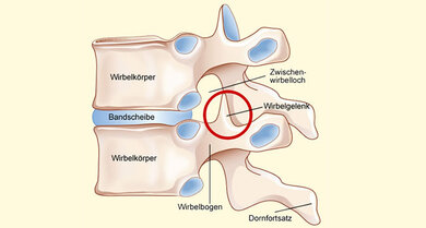 Bewegungssegment: Zwei Brustwirbel mit Bandscheibe, Wirbelgelenk, Zwischenwirbelloch (schematisch)